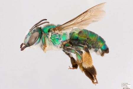 [Ctenocolletes smaragdinus female (lateral/side view) thumbnail]